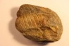 Parabarrandia guilleri  Ordovician - Rennes, FRANCE