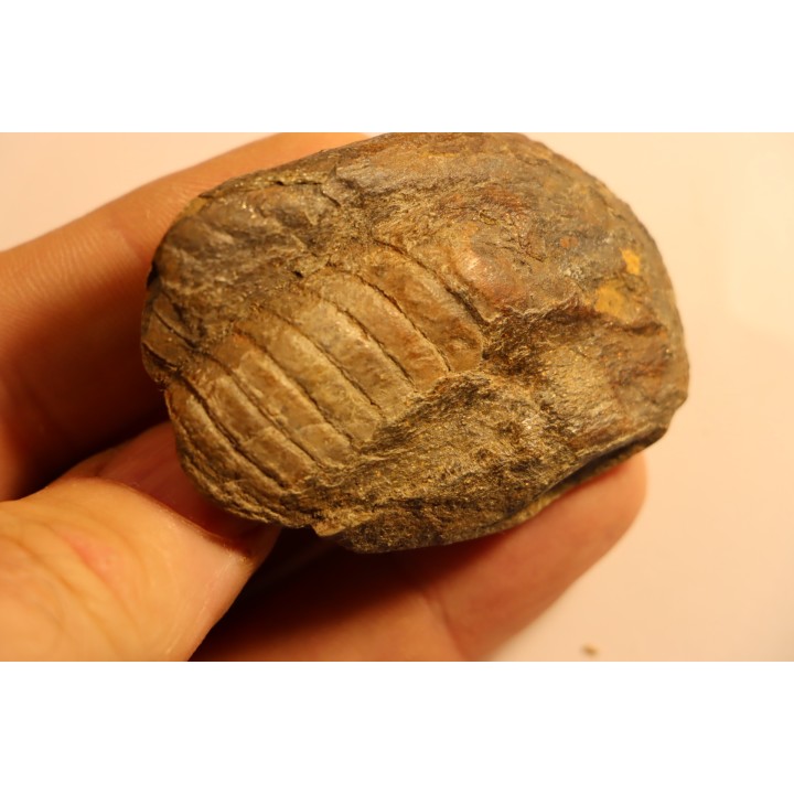Parabarrandia guilleri  Ordovician - Rennes, FRANCE