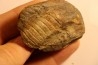Parabarrandia guilleri  Ordovician - Rennes, FRANCE
