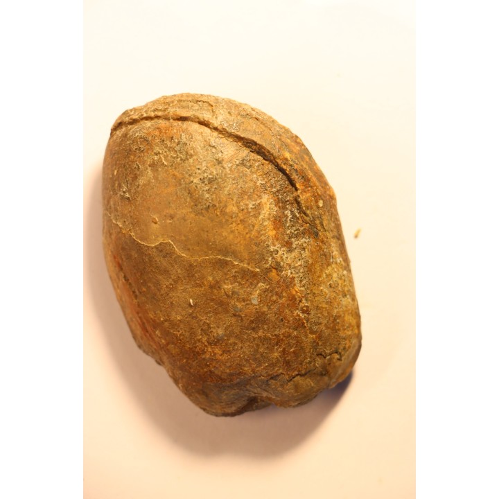 Parabarrandia guilleri  Ordovician - Rennes, FRANCE