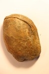 Parabarrandia guilleri  Ordovician - Rennes, FRANCE