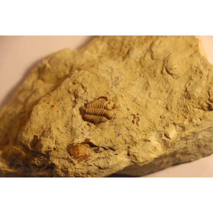 Frencrinuroides capitonis - Ordovician - Bromides fmt - Carter County, OKLAHOMA - USA