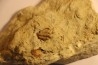 Frencrinuroides capitonis - Ordovician - Bromides formation - Carter County, OKLAHOMA - USA