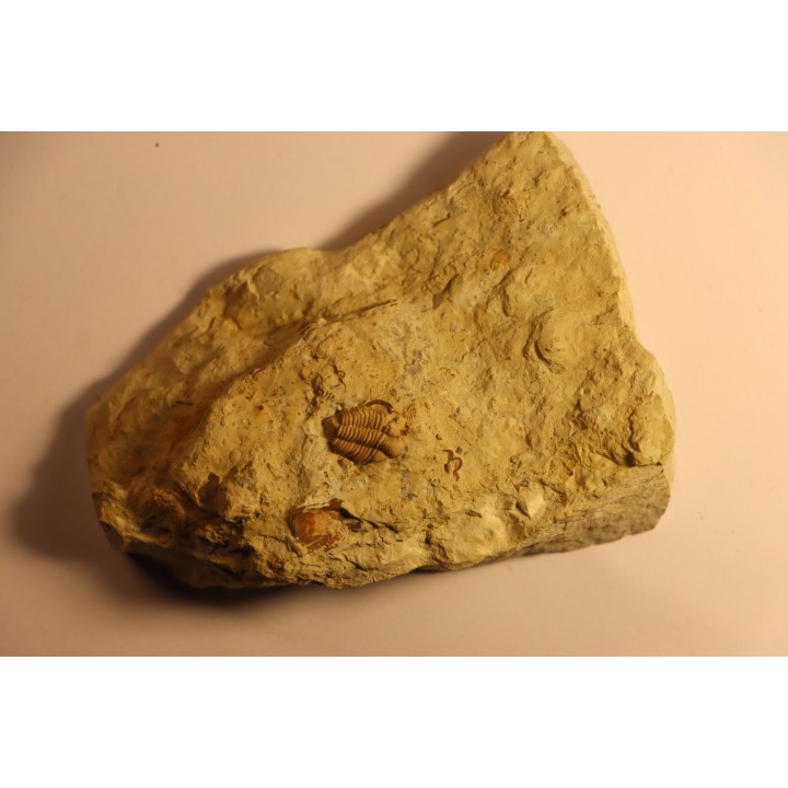 Frencrinuroides capitonis - Ordovician - Bromides fmt - Carter County, OKLAHOMA - USA