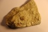Frencrinuroides capitonis - Ordovician - Bromides formation - Carter County, OKLAHOMA - USA
