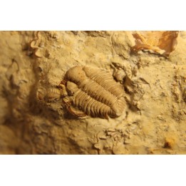 Frencrinuroides capitonis - Ordovician - Bromides formation - Carter County, OKLAHOMA - USA