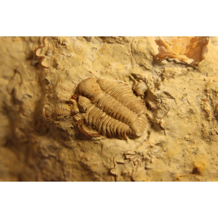 Frencrinuroides capitonis - Ordovician - Bromides formation - Carter County, OKLAHOMA - USA
