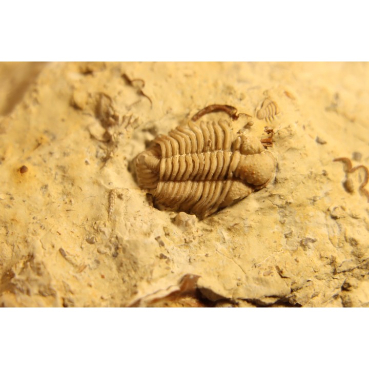 Frencrinuroides capitonis - Ordovician - Bromides formation - Carter County, OKLAHOMA - USA