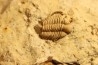 Frencrinuroides capitonis - Ordovician - Bromides formation - Carter County, OKLAHOMA - USA