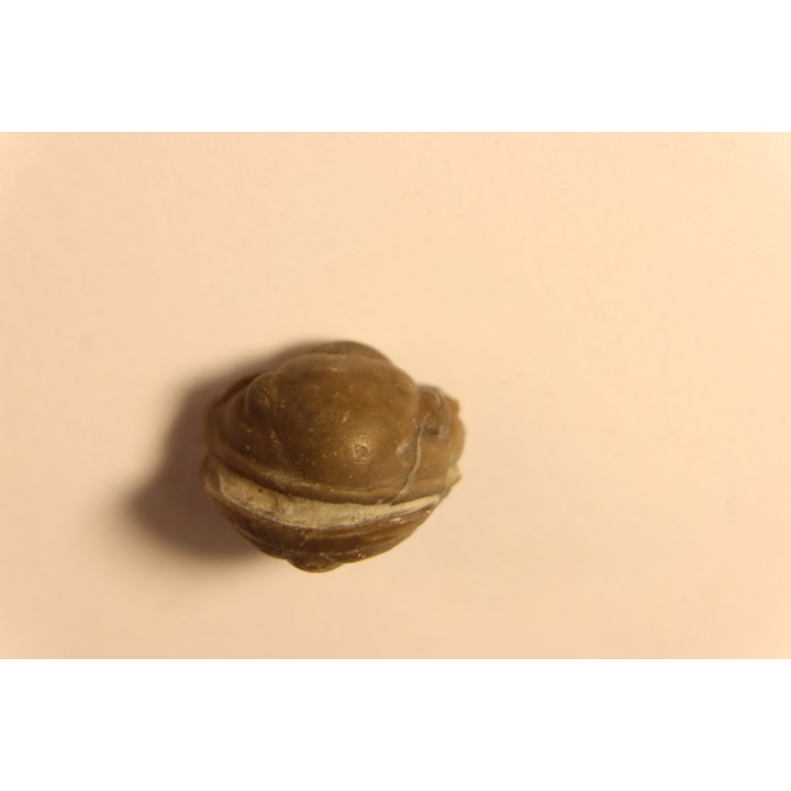Proetus crassimarginatus - devonian - Shell Rock Fmt - Iowa City, Iowa - USA