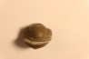 Proetus crassimarginatus - devonian - Shell Rock Fmt - Iowa City, Iowa - USA