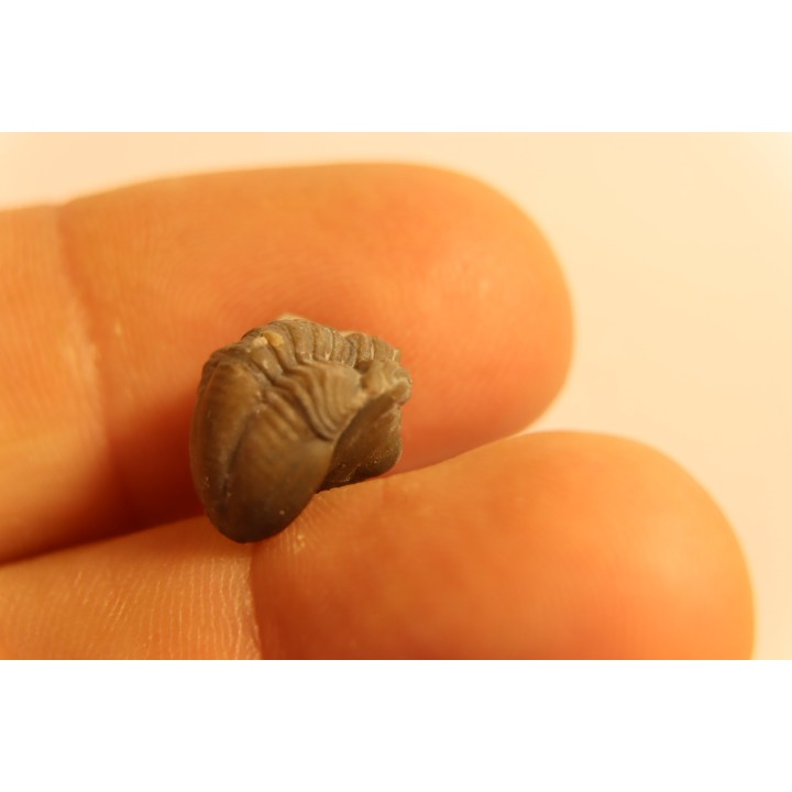Proetus crassimarginatus - devonian - Shell Rock Fmt - Iowa City, Iowa - USA