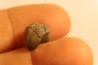 Proetus crassimarginatus - devonian - Shell Rock Fmt - Iowa City, Iowa - USA