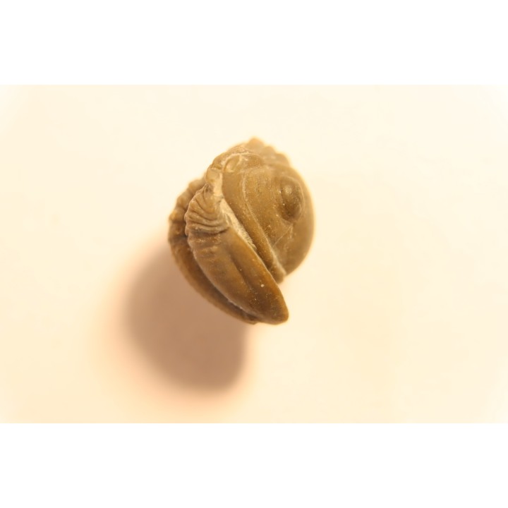 Proetus crassimarginatus - devonian  -Shell Rock Fmt - Iowa City, Iowa - USA