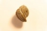 Proetus crassimarginatus - devonian -Shell Rock Fmt - Iowa City, Iowa - USA