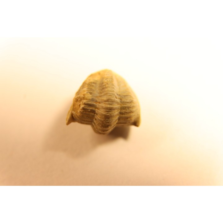 Delaria antigua ----- Permian ----- Camp Creek Shale - Moran county, Texas, USA