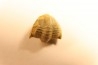 Delaria antigua ----- Permian ----- Camp Creek Shale - Moran county, Texas, USA