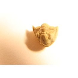 Delaria antigua ----- Permian ----- Camp Creek Shale - Moran county, Texas, USA