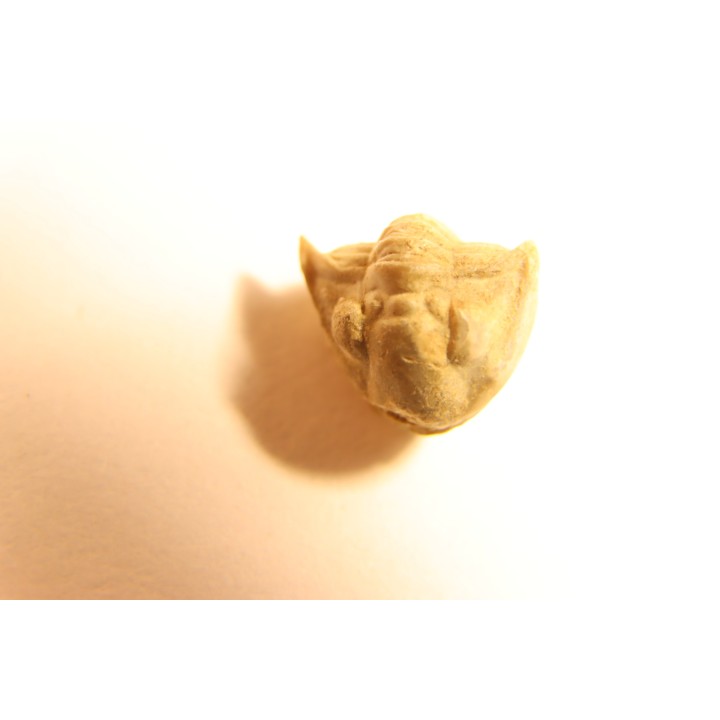Delaria antigua ----- Permian ----- Camp Creek Shale - Moran county, Texas, USA