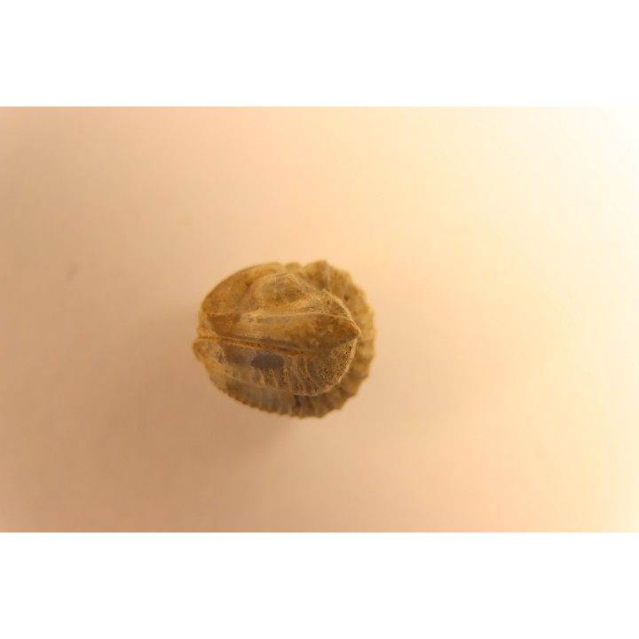 Delaria antigua ----- Permian ----- Camp Creek Shale - Moran county, Texas, USA
