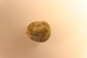 Delaria antigua ----- Permian ----- Camp Creek Shale - Moran county, Texas, USA