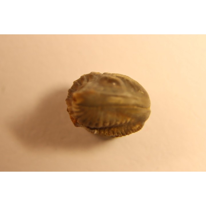 Delaria antigua ----- Permian ----- Camp Creek Shale - Moran county, Texas, USA