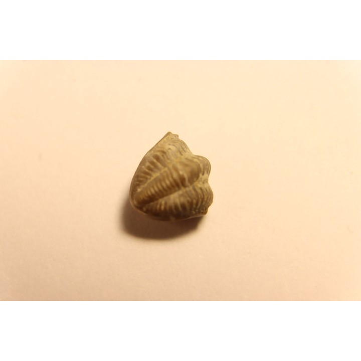 Delaria antigua - Permian - Camp Creek Shale - Moran county, Texas, USA