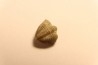 Delaria antigua - Permian - Camp Creek Shale - Moran county, Texas, USA