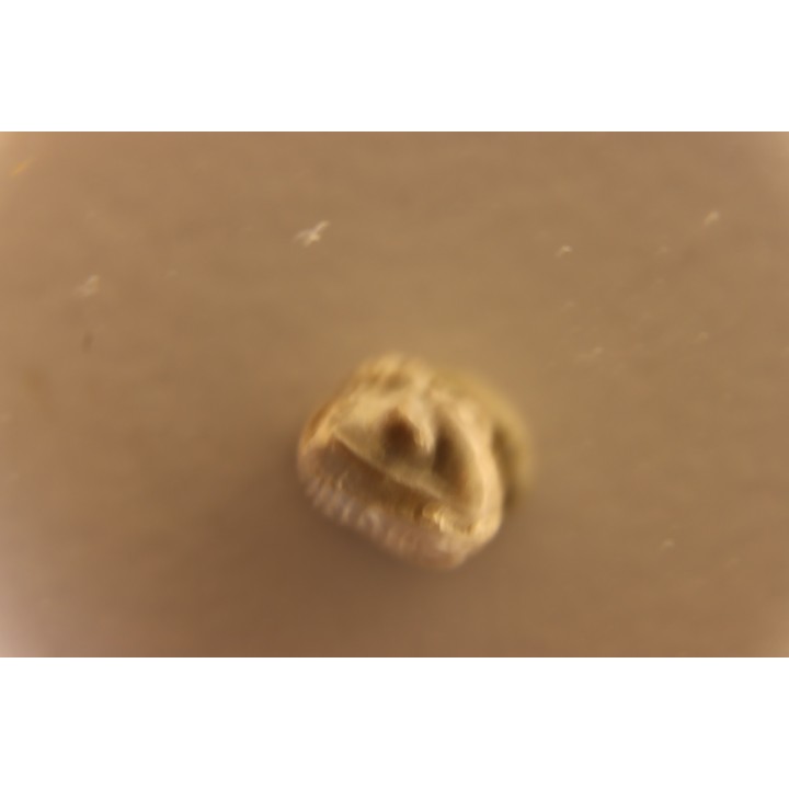 Delaria antigua - Permian - Camp Creek Shale - Moran county, Texas, USA