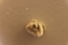Delaria antigua - Permian - Camp Creek Shale - Moran county, Texas, USA