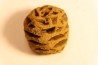 Metasequoia dakotahensis cone - upper cretaceous - hell creek fmt - Montana - USA