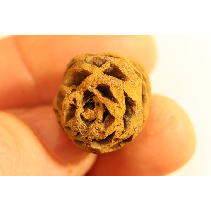 Metasequoia dakotahensis cone - upper cretaceous - hell creek fmt - Montana - USA