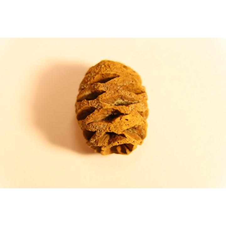 Metasequoia dakotahensis cone - upper cretaceous - hell creek fmt - Montana - USA