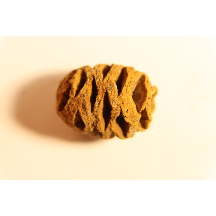 Metasequoia dakotahensis cone - upper cretaceous - hell creek fmt - Montana - USA