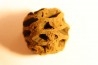 Metasequoia dakotahensis cone - upper cretaceous - hell creek fmt - Montana - USA