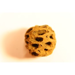 Metasequoia dakotahensis cone - upper cretaceous - hell creek fmt - Montana - USA