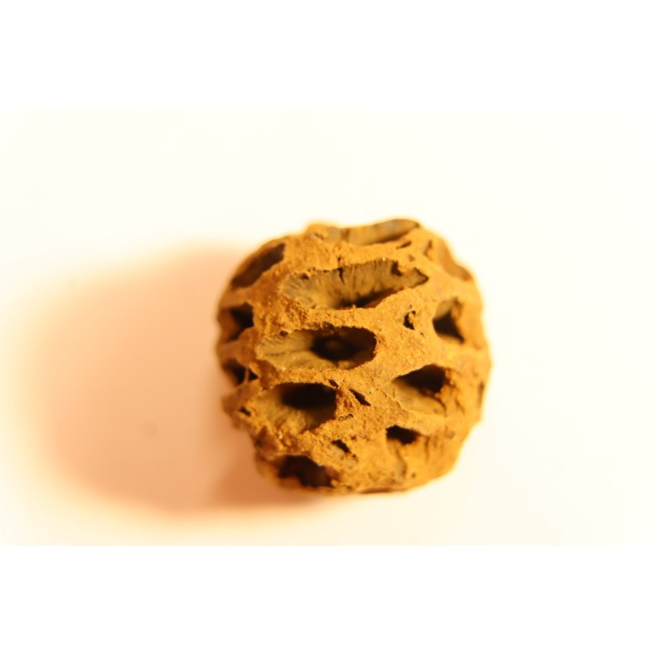 Metasequoia dakotahensis cone - upper cretaceous - hell creek fmt - Montana - USA