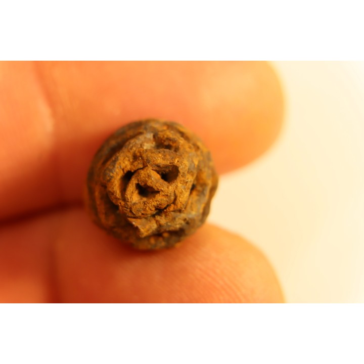 Metasequoia dakotahensis cone - upper cretaceous - hell creek fmt - Montana - USA