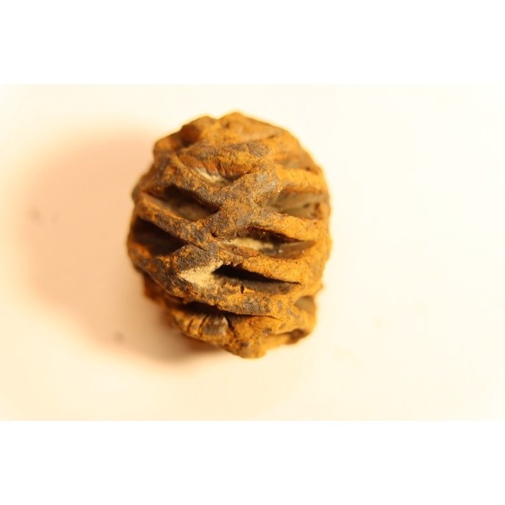 Metasequoia dakotahensis cone - upper cretaceous - hell creek fmt - Montana - USA