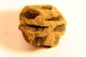 Metasequoia dakotahensis cone - upper cretaceous - hell creek fmt - Montana - USA