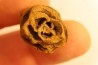 Metasequoia dakotahensis cone - upper cretaceous - hell creek fmt - Montana - USA