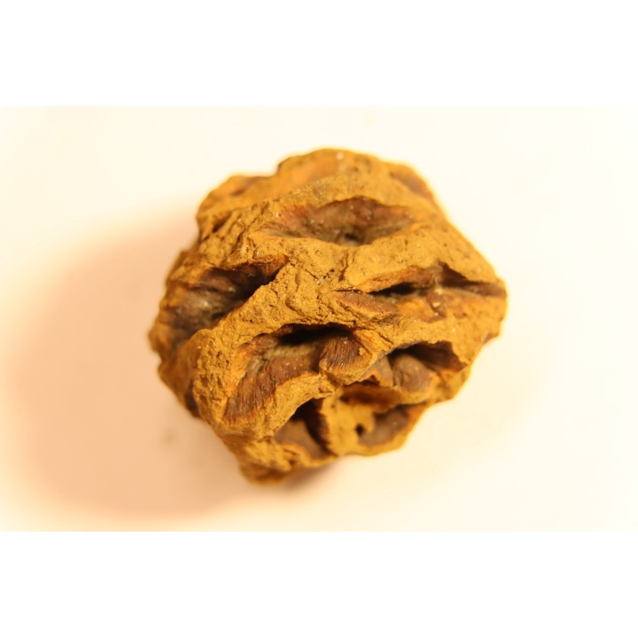 Metasequoia dakotahensis cone - upper cretaceous - hell creek fmt - Montana - USA