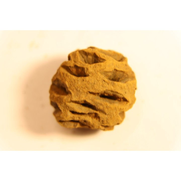 Metasequoia dakotahensis cone - upper cretaceous - hell creek fmt - Montana - USA