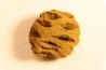Metasequoia dakotahensis cone - upper cretaceous - hell creek fmt - Montana - USA