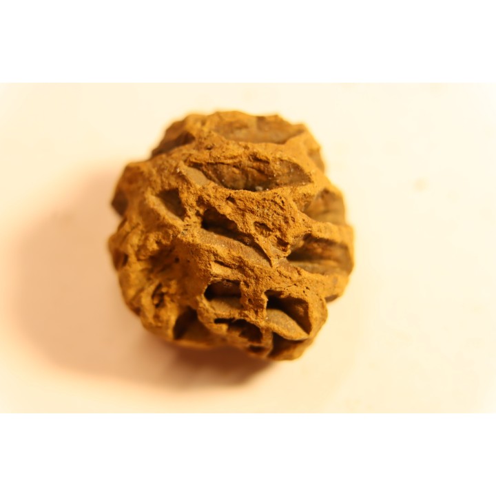 Metasequoia dakotahensis cone - upper cretaceous - hell creek fmt - Montana - USA