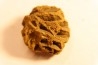 Metasequoia dakotahensis cone - upper cretaceous - hell creek fmt - Montana - USA