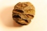 Metasequoia dakotahensis cone - upper cretaceous - hell creek fmt - Montana - USA