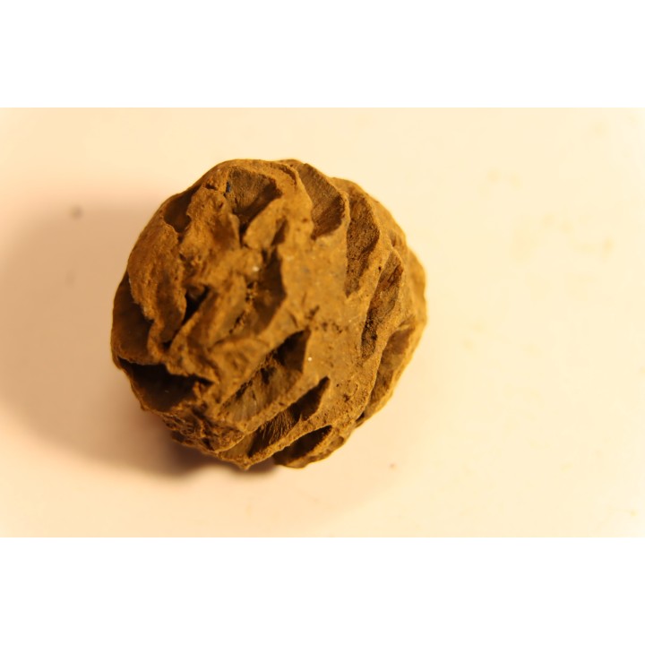 Metasequoia dakotahensis cone - upper cretaceous - hell creek fmt - Montana - USA