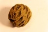 Metasequoia dakotahensis cone - upper cretaceous - hell creek fmt - Montana - USA
