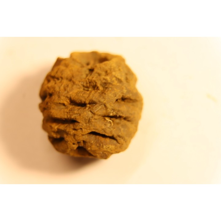 Metasequoia dakotahensis cone - upper cretaceous - hell creek fmt - Montana - USA
